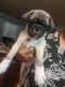 Bugg Puppies for sale in North Hills, CA 91343, USA. price: NA