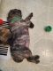 Bugg Puppies for sale in Moorpark, CA 93021, USA. price: NA