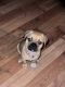 Bugg Puppies for sale in Buffalo, NY, USA. price: NA
