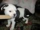 Bugg Puppies for sale in Muskegon, MI, USA. price: $300