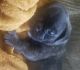 Bugg Puppies for sale in Independence, KS 67301, USA. price: $450