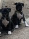 Bugg Puppies for sale in Omaha, NE, USA. price: $500