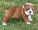 English Bulldog Puppy For Free Adoption