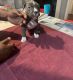 Bull and Terrier Puppies for sale in Sandston, Virginia. price: NA