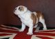 Bull Arab Puppies for sale in Austin, TX, USA. price: NA