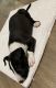 Bull Terrier Puppies for sale in Richardson, TX, USA. price: NA