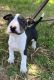 Bull Terrier Puppies for sale in Centereach, NY, USA. price: $600