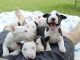 Bull Terrier Puppies for sale in New York, NY, USA. price: $605