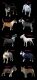 Bull Terrier Puppies for sale in Salt Lake City, UT 84129, USA. price: $300