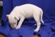 Bull Terrier Puppies for sale in Delaware City, Delaware. price: $500