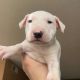 Bull Terrier Puppies for sale in Ontario, California. price: $600