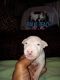 Bull Terrier Puppies for sale in Riviera Beach, Florida. price: $2,500