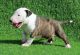 Bull Terrier Puppies for sale in Los Angeles, California. price: $500
