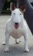 English Bull Terrier Puppy's