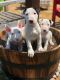 Bull Terrier Puppies for sale in Dallas, TX, USA. price: NA