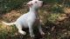 Bull Terrier Puppies for sale in Albuquerque, NM, USA. price: NA
