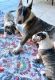 Lovely Bull Terrier Puppies For Sale