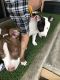 Bull Terrier Puppies for sale in Garland, TX, USA. price: NA