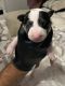 Bull Terrier Puppies for sale in Dallas, TX 75204, USA. price: NA