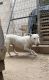 Bull Terrier Puppies for sale in Commerce City, CO, USA. price: NA