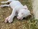 Bull Terrier Miniature Puppies for sale in 11301 Farrah Ln, Austin, TX 78748, USA. price: $75