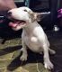 Bull Terrier Miniature Puppies for sale in Toledo, OH, USA. price: $1,800
