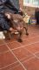Bull Terrier Miniature Puppies for sale in Allentown, Pennsylvania. price: $5,000