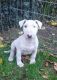 Bull Terrier Miniature Puppies for sale in Peachtree Rd NE, Atlanta, GA, USA. price: NA
