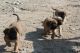Bullmastiff Puppies for sale in Georgetown, TN 37336, USA. price: $500