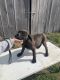 Bullmastiff Puppies for sale in Nancy, KY 42544, USA. price: NA