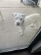 Bullmastiff Puppies for sale in Cedar Hill, TX 75104, USA. price: $400