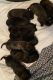 Bullmastiff Puppies for sale in St Andrews, TN 37375, USA. price: $2,000