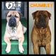 Bullmastiff Puppies for sale in Peterstown, WV 24963, USA. price: NA