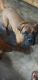 Bullmastiff Puppies for sale in Crofton, KY 42217, USA. price: NA
