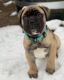 Bullmastiff Puppies for sale in Norfolk, VA, USA. price: NA