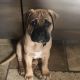 Bullmastiff Puppies for sale in South Bay, CA, USA. price: NA