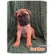 Bullmastiff Puppies for sale in Westfield, Indiana. price: $2,500