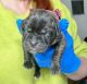 Bullmastiff Puppies for sale in Elverson, Pennsylvania. price: $2,450