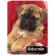Bullmastiff Puppies for sale in Westfield, Indiana. price: $1,500