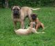 Bullmastiff Puppies for sale in Brownton, WV 26330, USA. price: NA