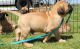 Bullmastiff Puppies for sale in Belton, KY 42324, USA. price: NA
