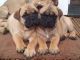 Bullmastiff Puppies for sale in Denver, CO, USA. price: $500