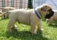 Bullmastiff Puppies for sale in Oregon City, OR 97045, USA. price: $500
