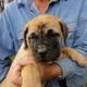 Bullmastiff Puppies for sale in Boise, ID, USA. price: NA