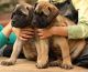 Bullmastiff Puppies for sale in Nashville, TN, USA. price: NA