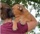 Bullmastiff Puppies for sale in Louisville, KY, USA. price: NA