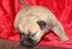Bullmastiff Puppies for sale in Sevierville, TN, USA. price: $1,700