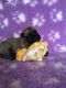 Bullmastiff Puppies for sale in Missiouri CC, Elsberry, MO 63343, USA. price: $850