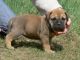 Bullmastiff Puppies for sale in Nashville, TN 37246, USA. price: $500