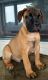 Bullmastiff Puppies for sale in Odon, IN 47562, USA. price: $1,400